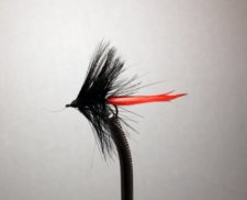 Black and Red Gnat