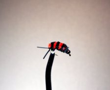 Jitter Bee Red and Black