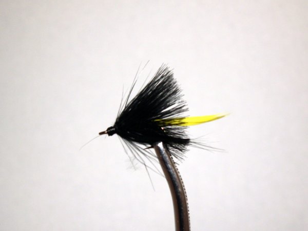 Black and Yellow Gnat