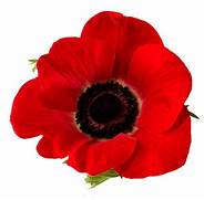 Buy a Poppy – Support a Veteran